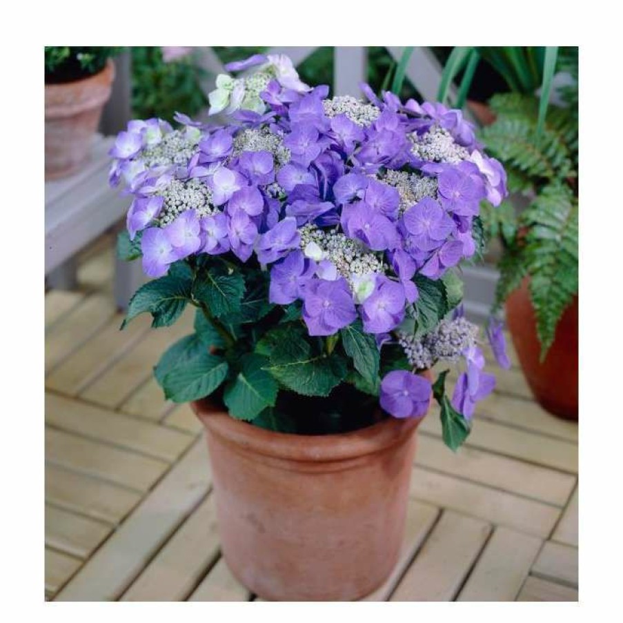 Ornamental Shrubs * | 40Cm Hydrangea Macrophylla 'Teller Blue' | 5L Pot