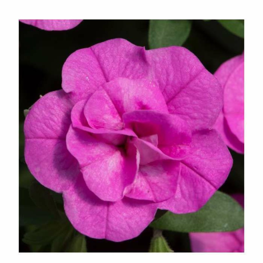 Bedding Plants * | Calibrachoa 'Double Pinkmania' | Pack Of 5 Plug Plants