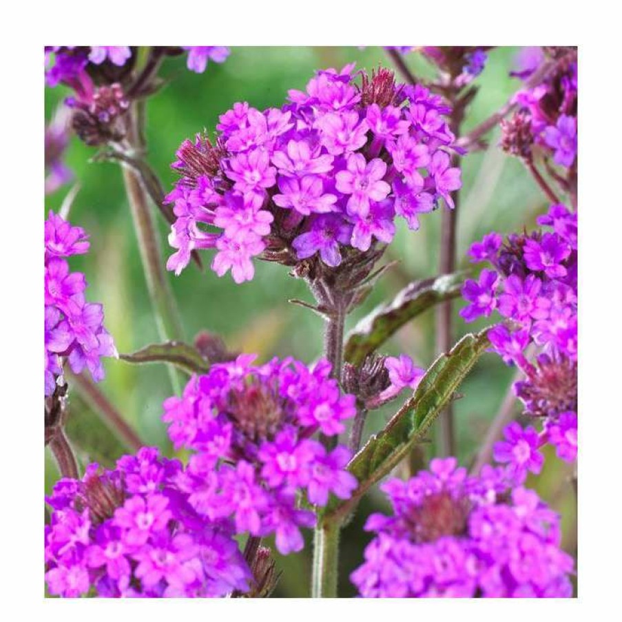 Perennial Plants * | Verbena Rigida | Slender Vervain