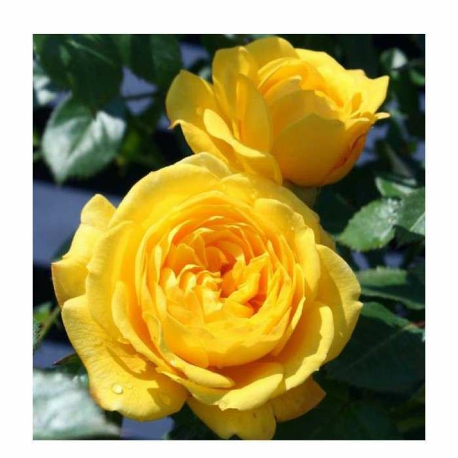 Ornamental Shrubs * | Golden Trust' Patio Rose 4L Pot