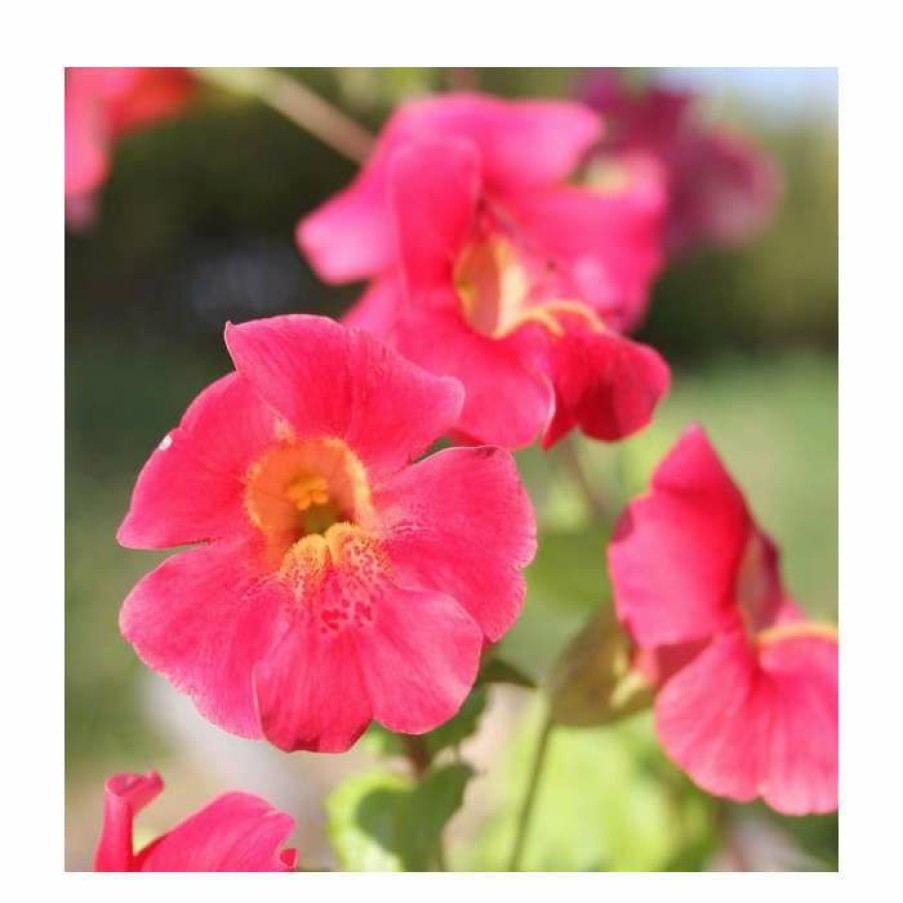 Pond Plants * | Red Emperor | Mimulus Cupreus