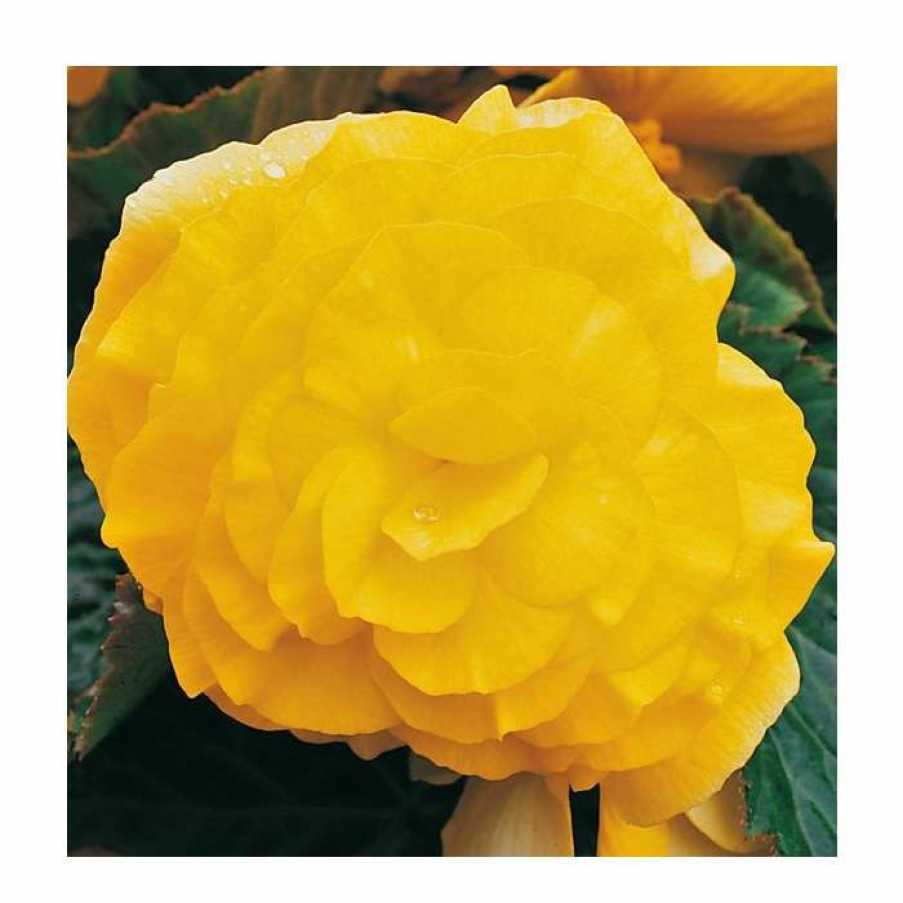 Bedding Plants * | Begonia 'Nonstop Yellow' | Perennials | Pack Of 5 Large Premium Plug Plants