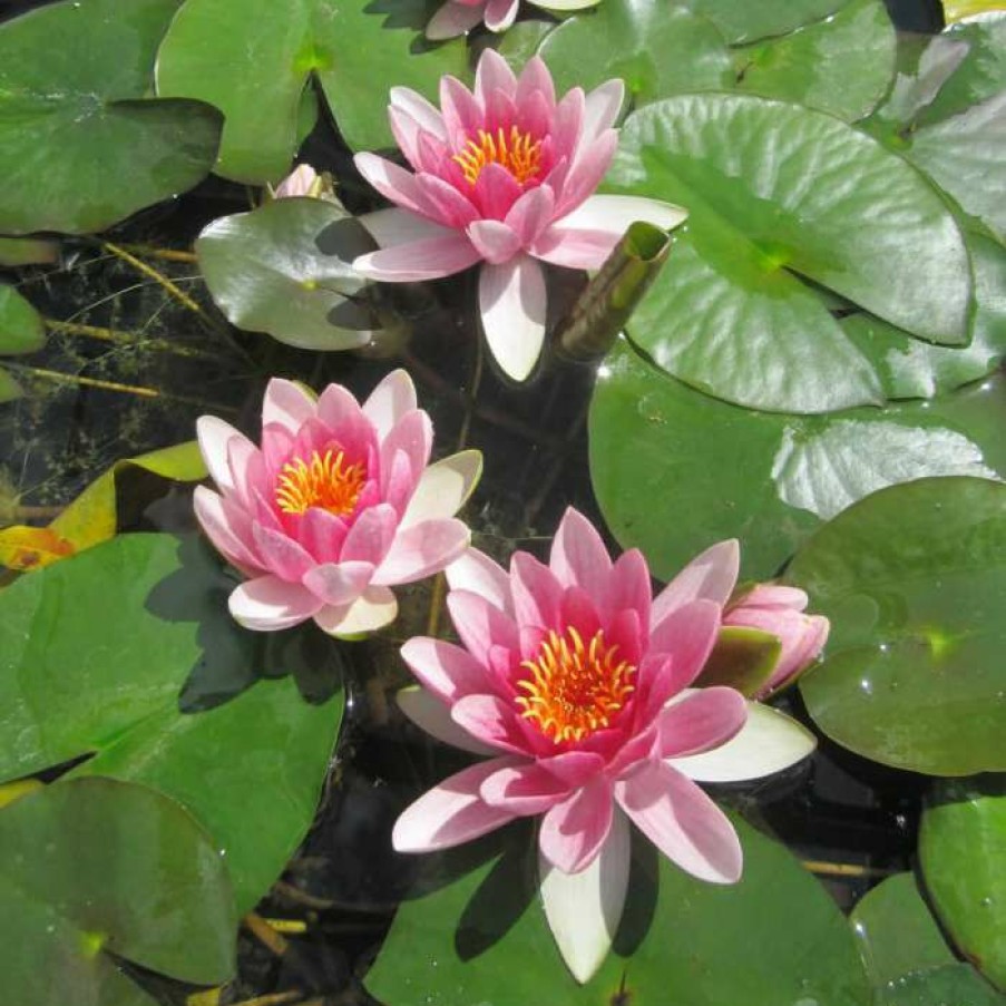 Pond Plants * | Nymphaea 'Attraction' | Water Lily