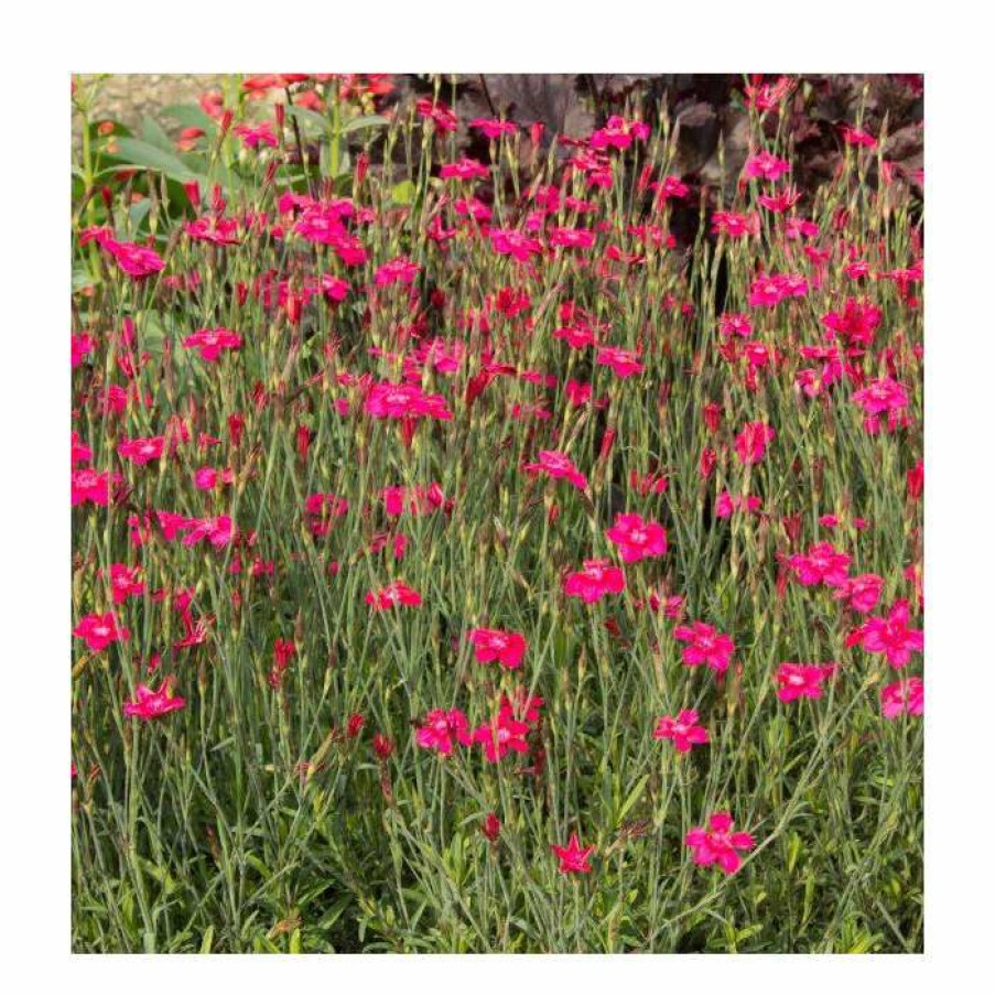 Perennial Plants * | Dianthus Deltoides 'Leuchtfunk' | 2L Pot