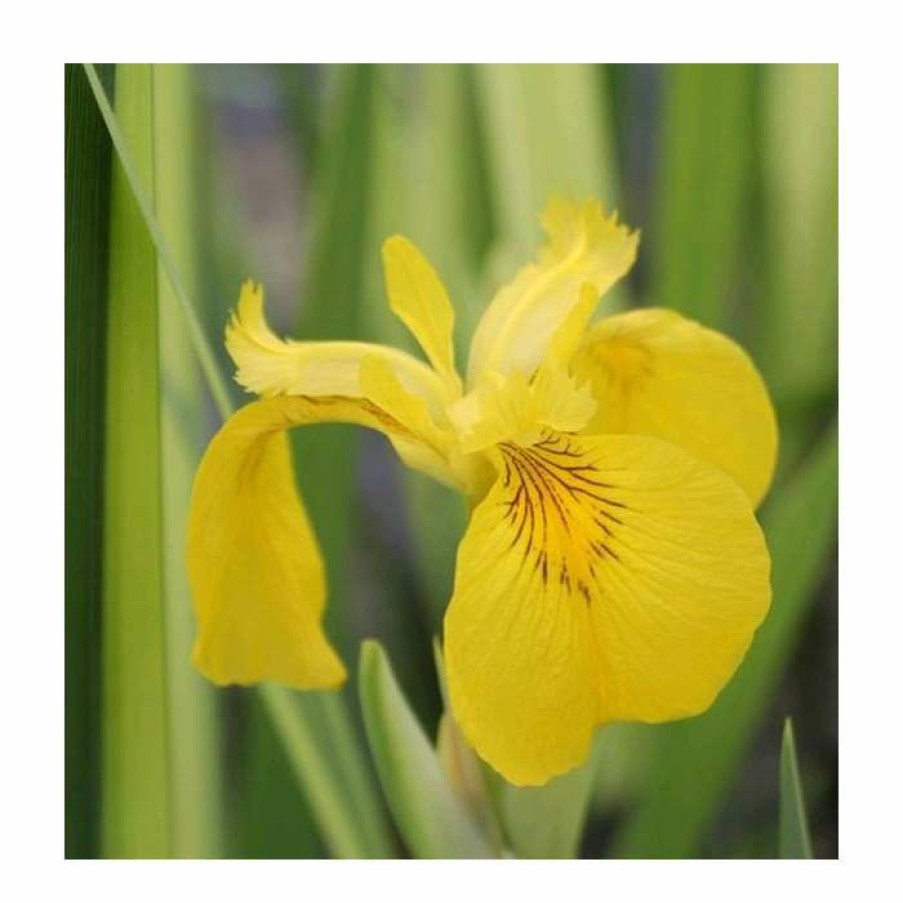 Pond Plants * | Large Yellow Flag Iris 'Variegated' Iris Pseudacorus 'Variegata' 3L Pot