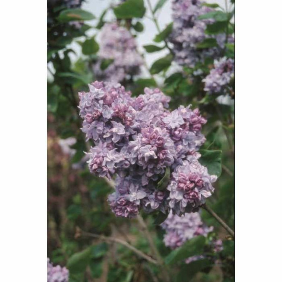 Ornamental Shrubs * | 4Ft 'Katherine Havemeyer' Lilac | 7L Pot | Syringa Vul 'Katherine Havemeyer' | By Frank P Matthews