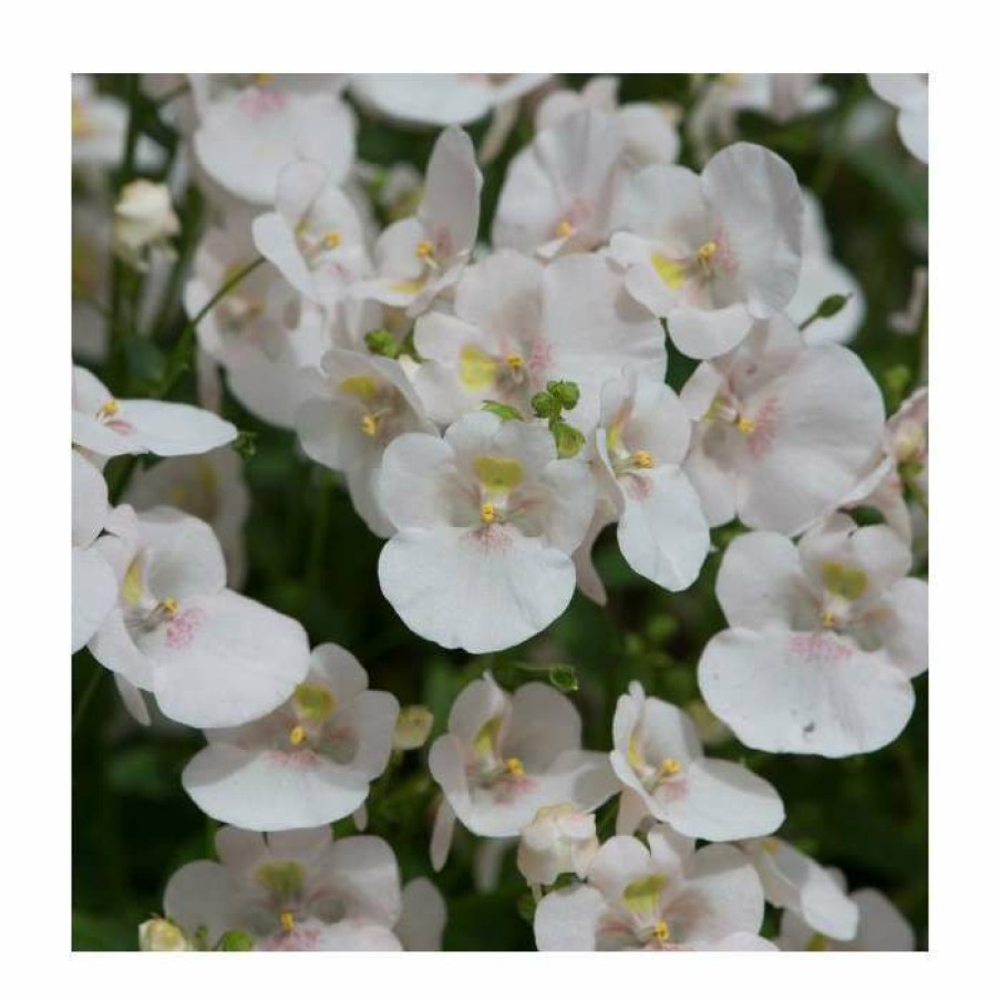 Bedding Plants * | Diascia 'Diamond White Blush' | Pack Of 5 Plug Plants