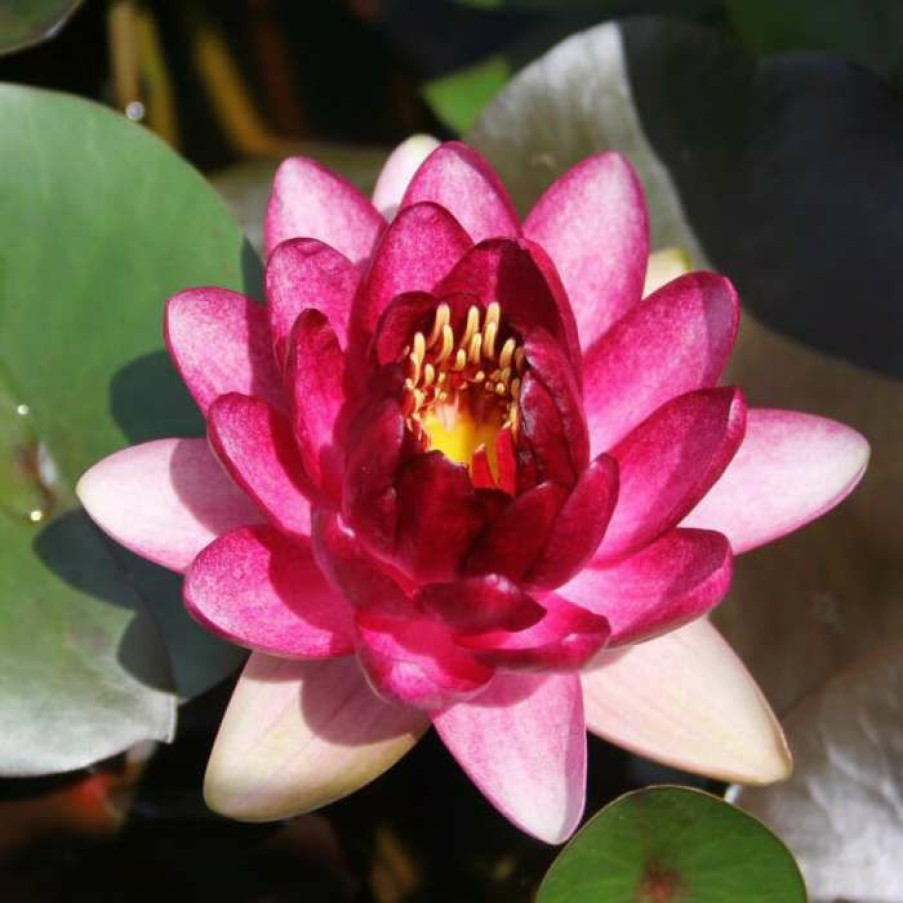 Pond Plants * | Nymphaea 'Almost Black' | Water Lily