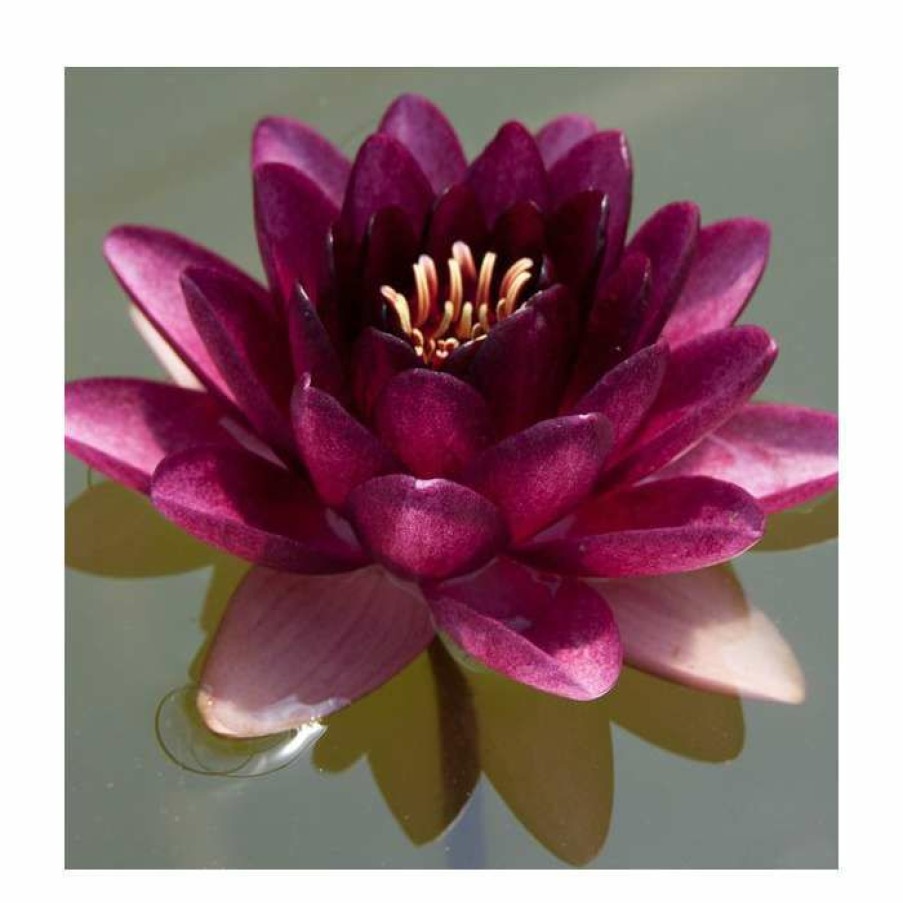 Pond Plants * | Nymphaea 'Almost Black' | Water Lily