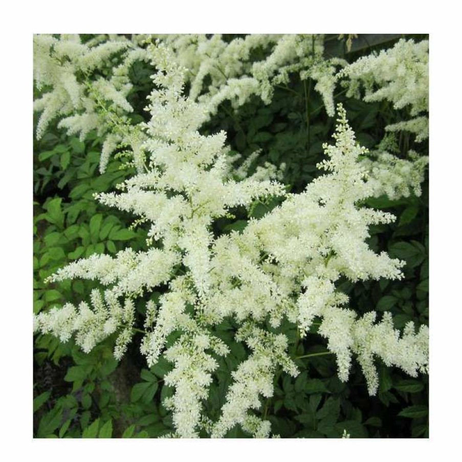 Pond Plants * | 1L Spirea White Astilbe Arendsii White