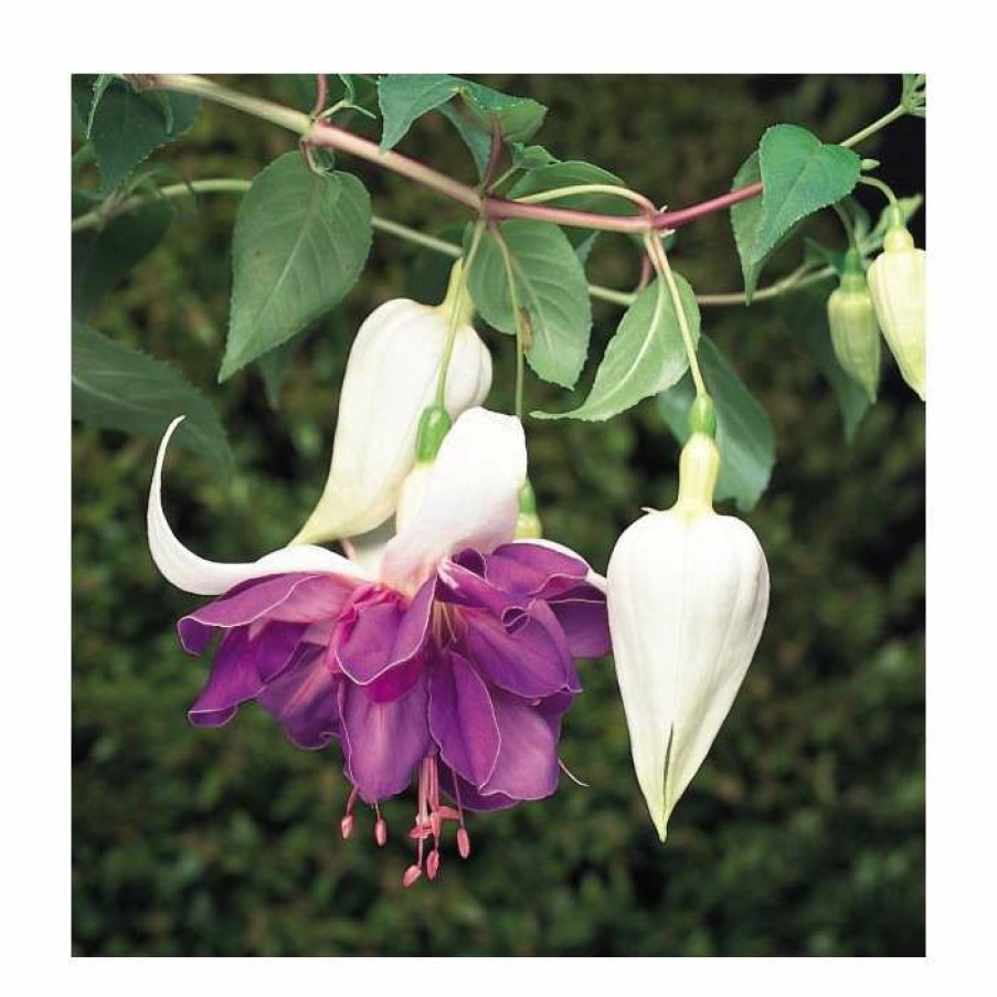 Bedding Plants * | Trailing Fuchsia 'Deep Purple' | Southern Belle |Pack Of 5 Plug Plants