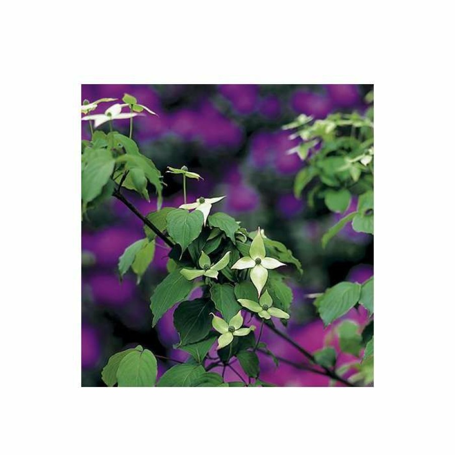 Ornamental Shrubs * | Cornus Kousa Var. Chinensis | Chinese Dogwood | 7L Pot | 120-150Cm | By Frank P Matthews