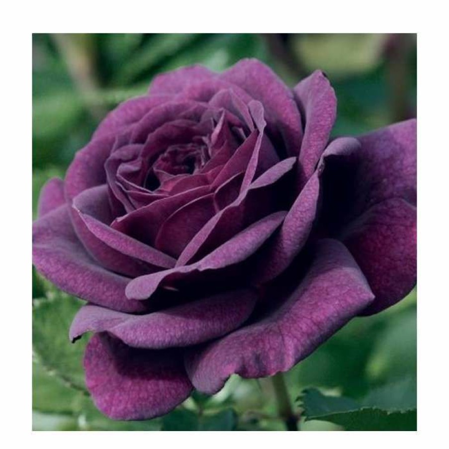 Ornamental Shrubs * | Ebb Tide' Bush Rose 4L Pot