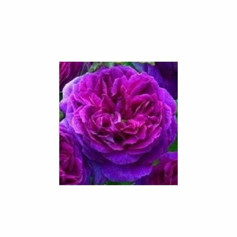 Ornamental Shrubs * | Ebb Tide' Bush Rose 4L Pot