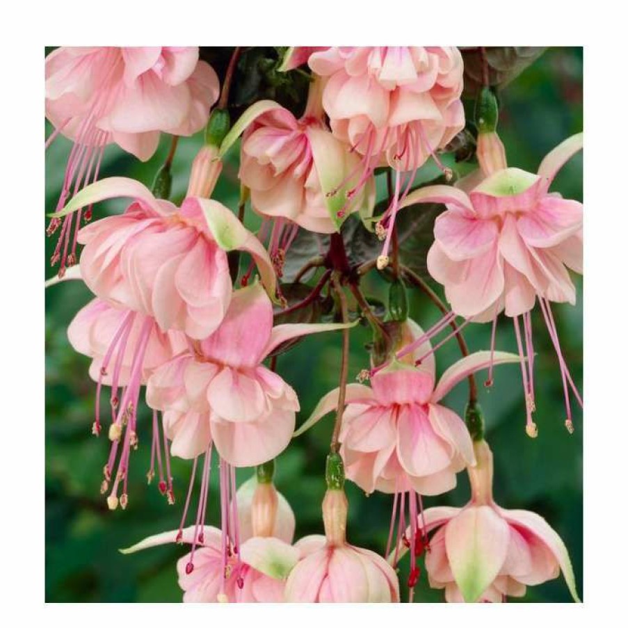 Bedding Plants * | Fuchsia 'Southgate' | 10.5Cm Pot