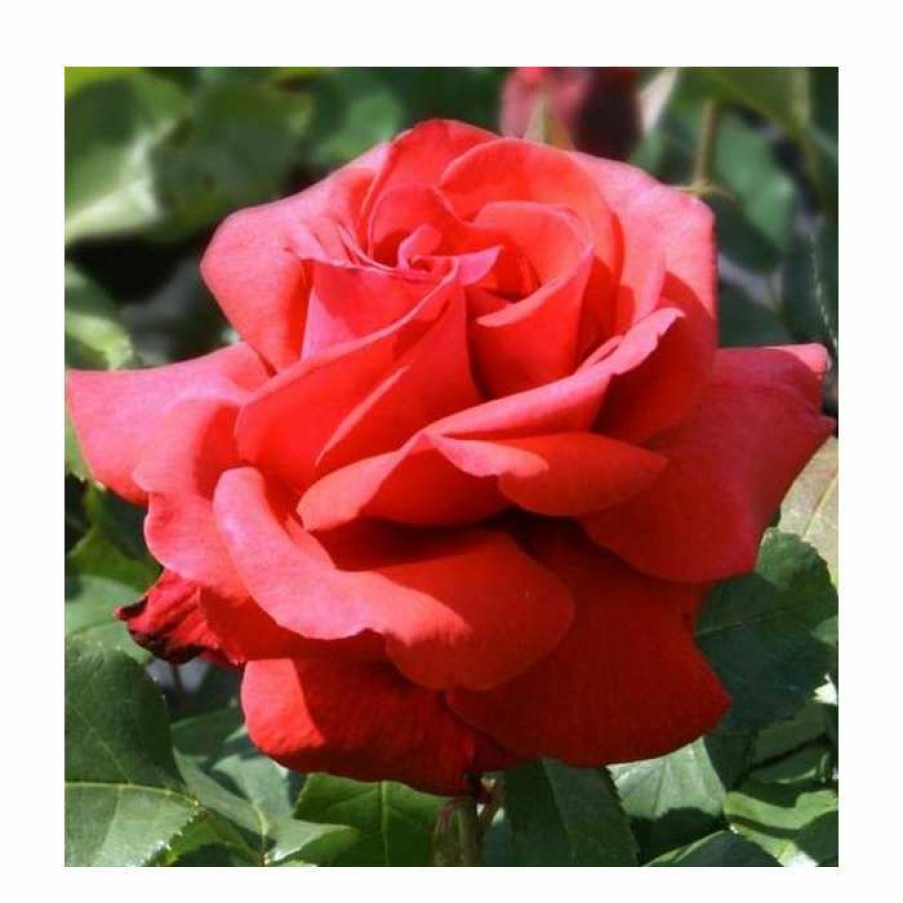 Ornamental Shrubs * | Fragrant Cloud' Bush Rose 4L Pot