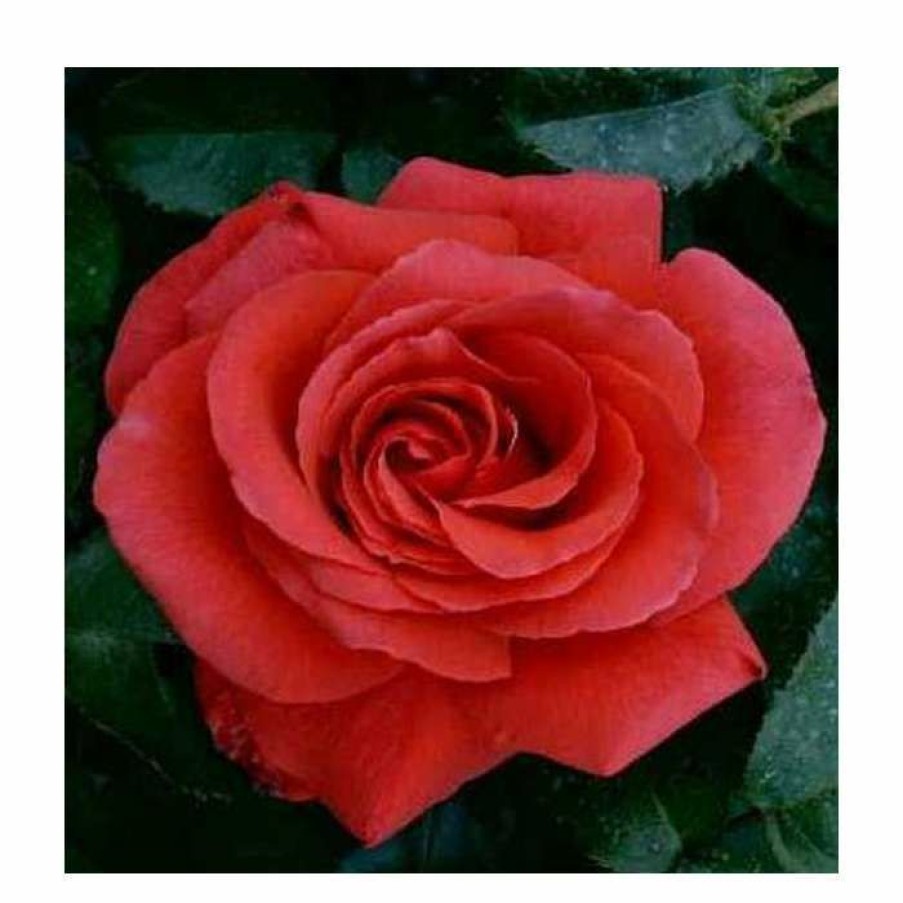 Ornamental Shrubs * | Fragrant Cloud' Bush Rose 4L Pot