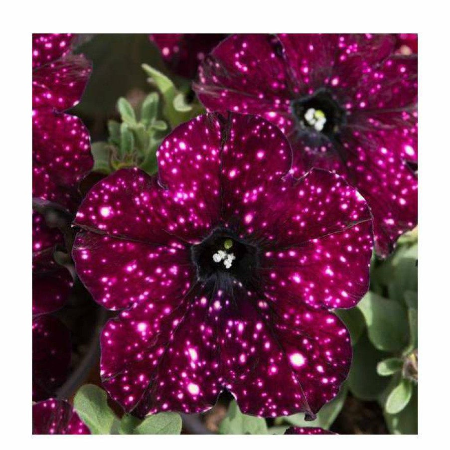 Bedding Plants * | Petunia Sky 'Lightening Sky ' | Bedding | 5 X Large Plugs