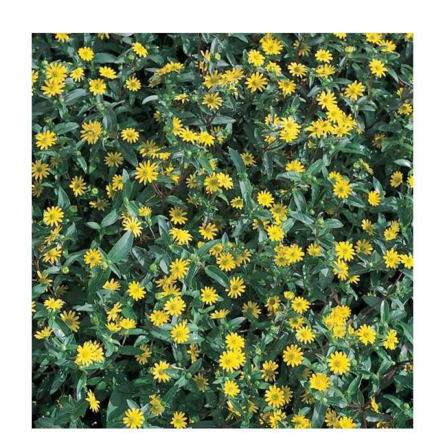 Bedding Plants * | Sanvitalia 'Golden Aztec' | Perennial | 5 X Large Plugs