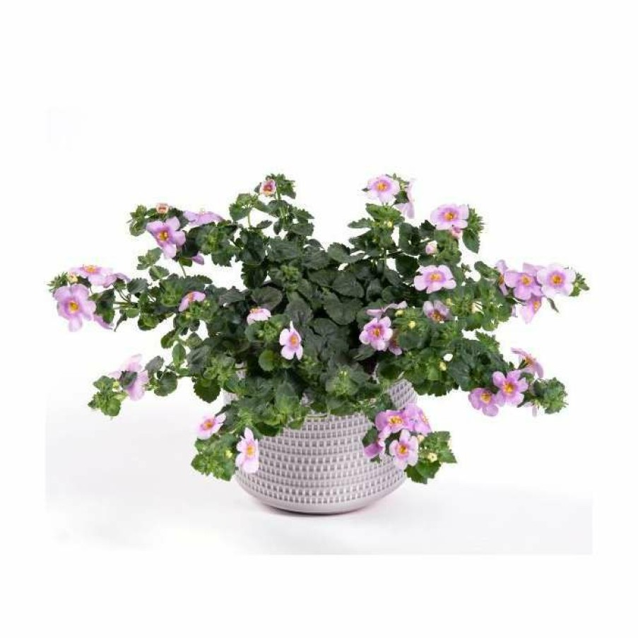 Bedding Plants * | Bacopa Yakima 'Pink Eye' | 9Cm Pot