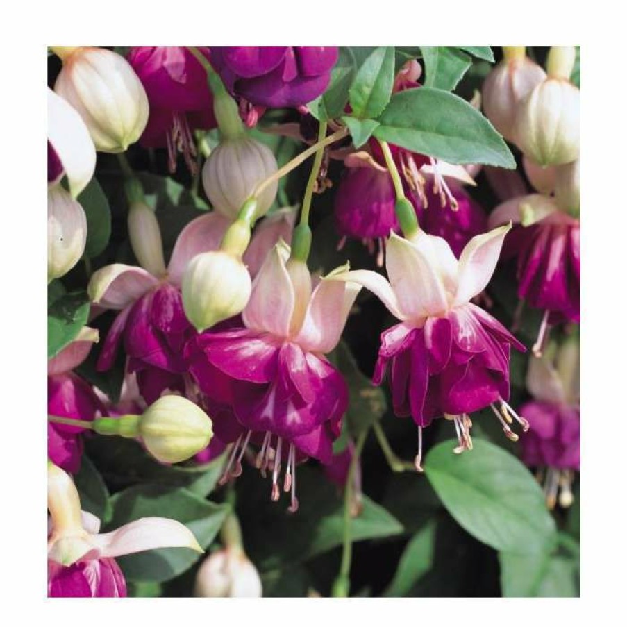 Bedding Plants * | Trailing Fuchsia 'Eva Boerg' | Pack Of 5 Plug Plants