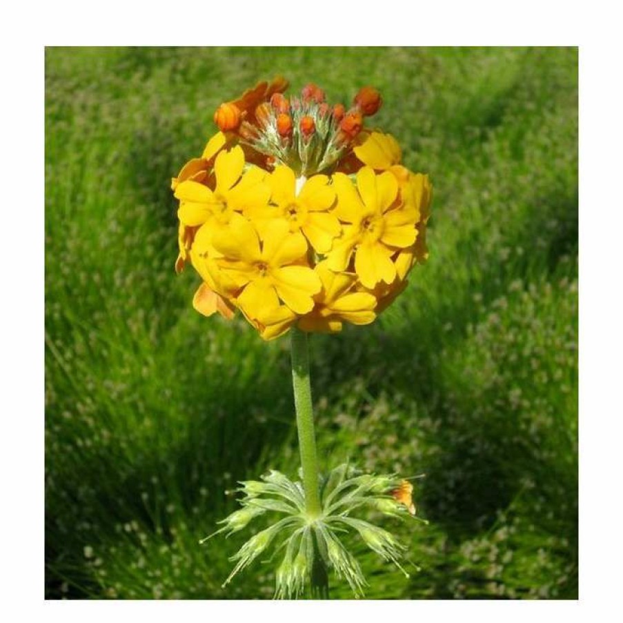 Pond Plants * | 3X Bulley'S Primrose Primula Bulleyana 9Cm Pots