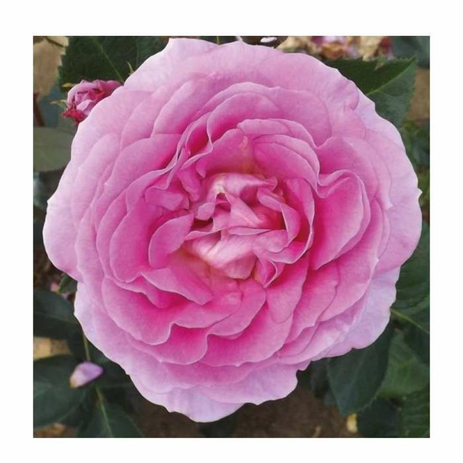 Rose Bushes * | Special Mum | Floribunda Rose