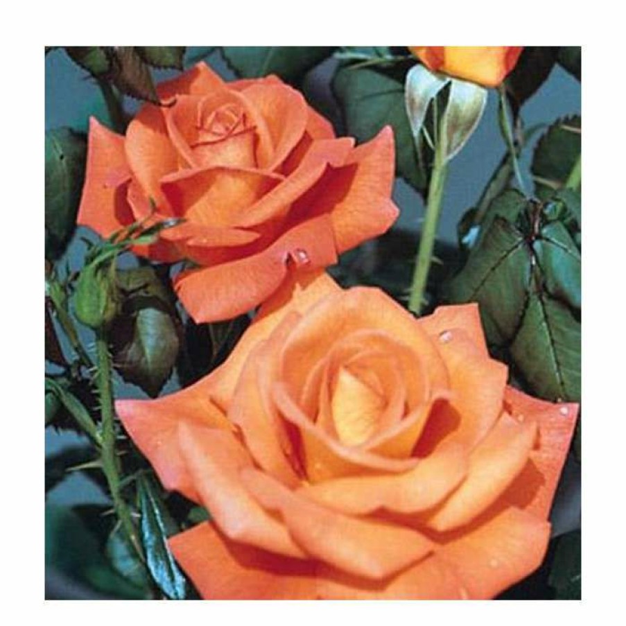 Ornamental Shrubs * | Dawn Chorus' Bush Rose 5.5L Pot