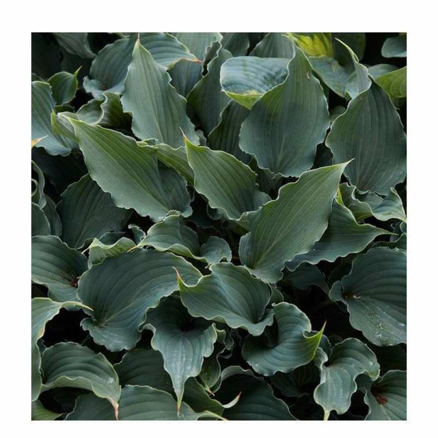 Perennial Plants * | Hosta 'Chain Lightning' | 3L Pot