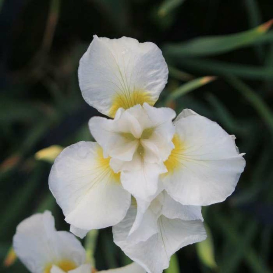 Pond Plants * | Siberian Flag | Iris Sibirica 'Snow Queen'