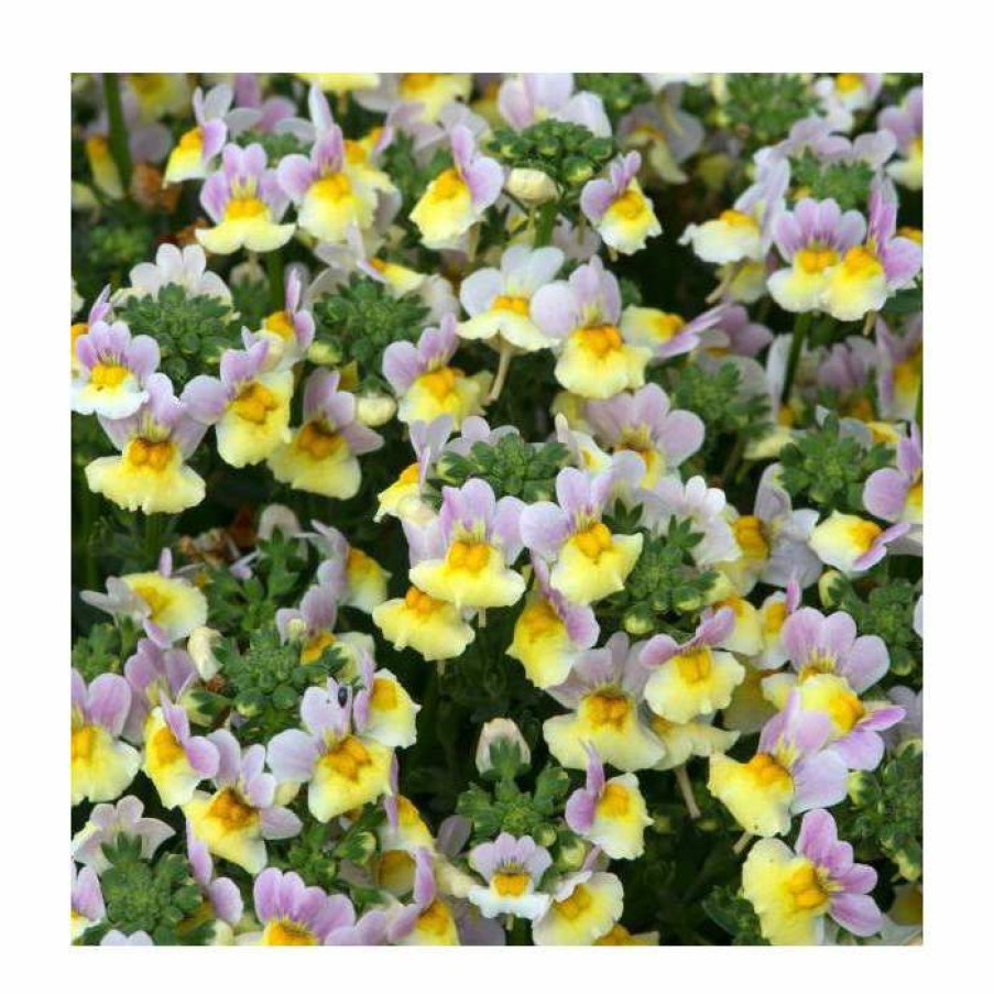 Bedding Plants * | Nemesia Sundae 'Lavender Sherbert' | Bedding | 5 X Large Plugs