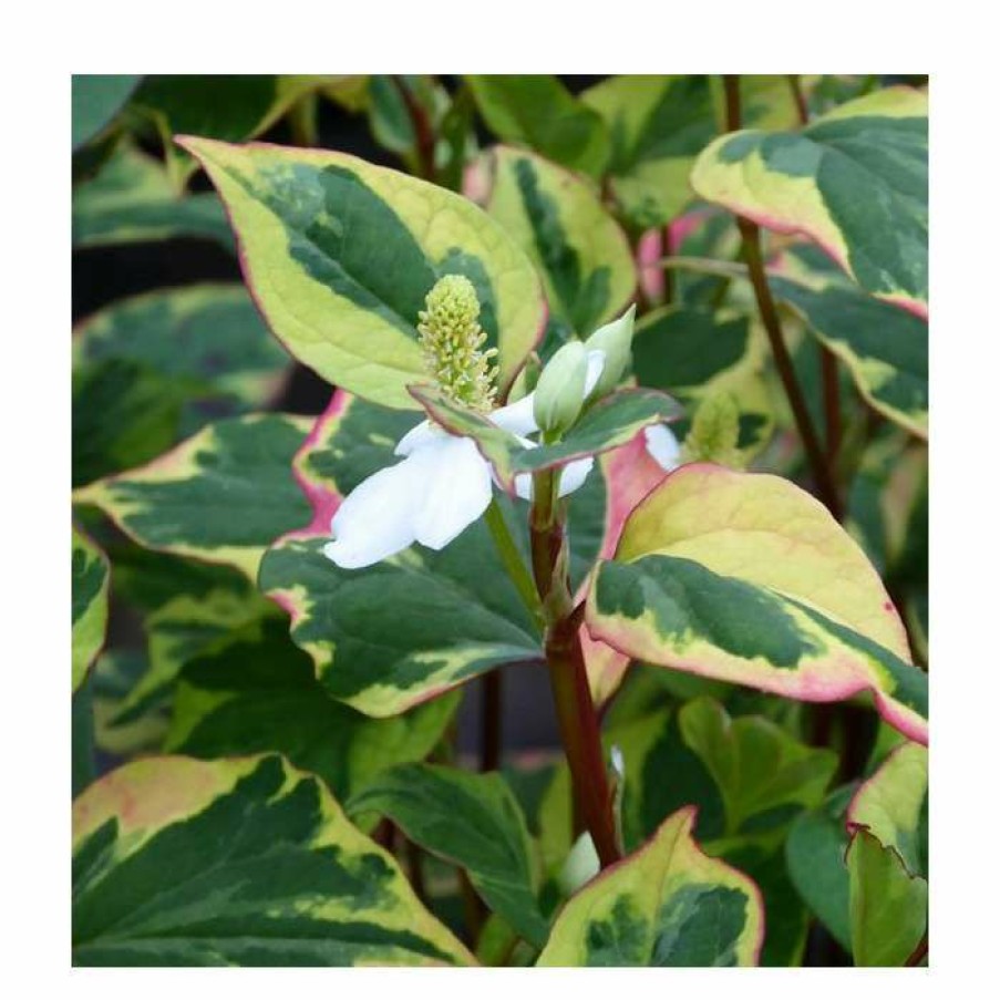 Pond Plants * | Orange Peel Plant | Houttuynia Cordata