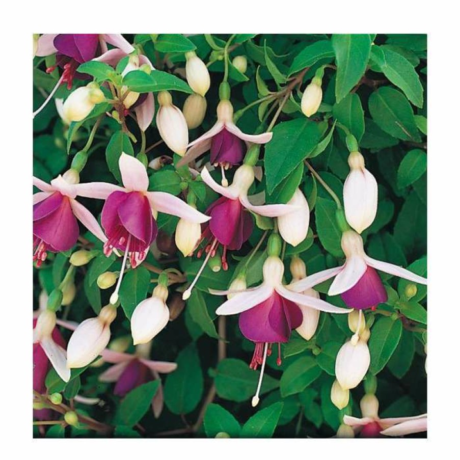 Bedding Plants * | Trailing Fuchsia 'La Campanella' | Pack Of 5 Plug Plants