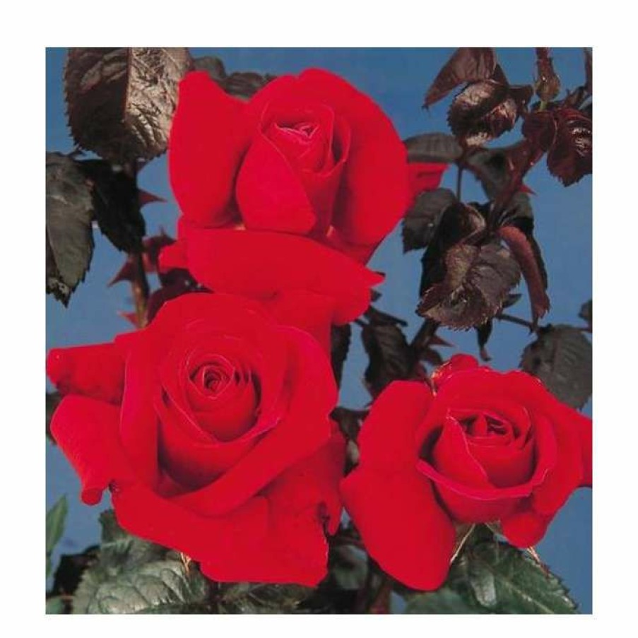 Rose Bushes * | Thinking Of You' Bush Rose 5.5L Pot