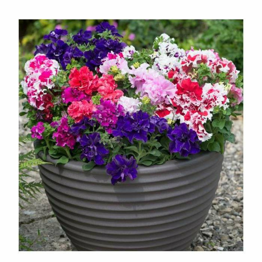 Bedding Plants * | Petunia 'Pirouette' Mix | 20 Pack | Garden Ready Bedding