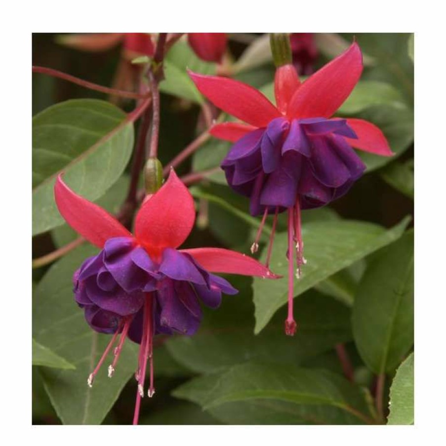 Bedding Plants * | Fuchsia 'Dollar Princess' | 3L Pot