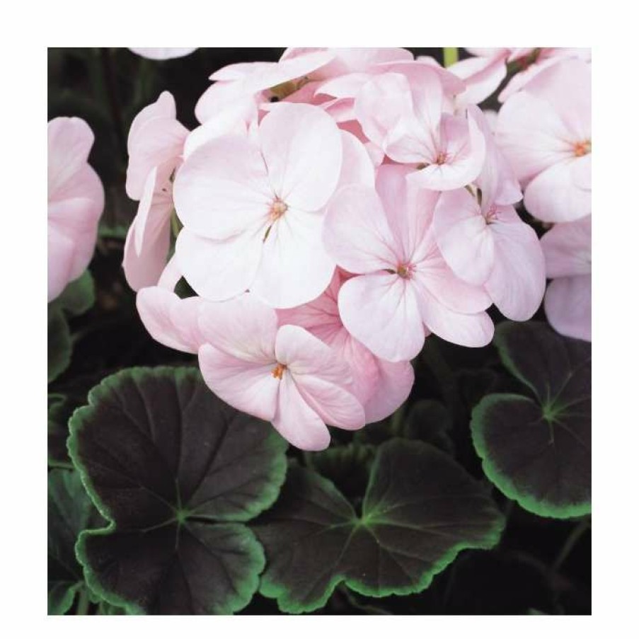 Bedding Plants * | Geranium 'Bullseye Light Pink' | Pack Of 5 Plug Plants