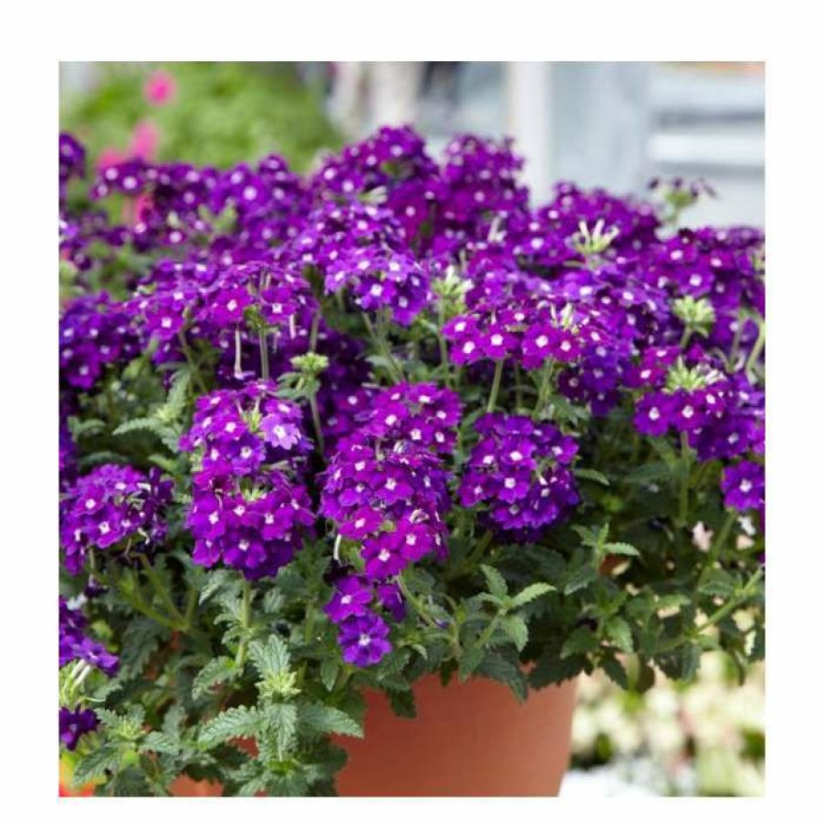 Perennial Plants * | Verbena Vera 'Purple' | 9Cm Pot