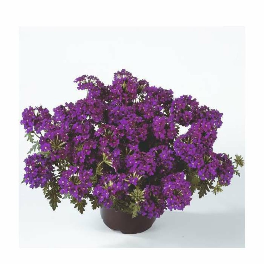 Perennial Plants * | Verbena Vera 'Purple' | 9Cm Pot