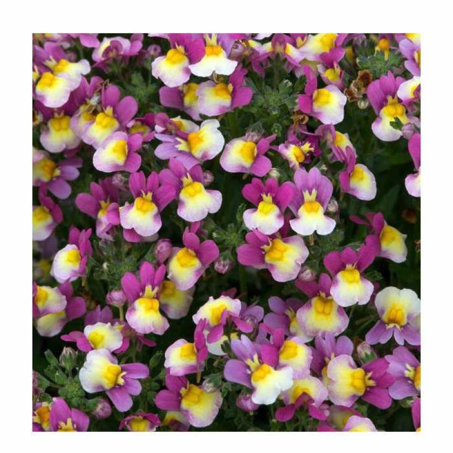 Bedding Plants * | Nemesia Sundae 'Forest Fruits' | Bedding | 5 X Large Plugs