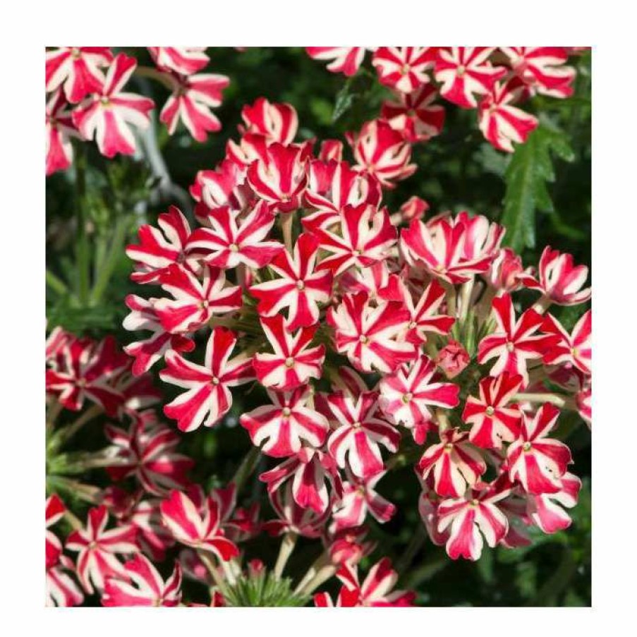 Bedding Plants * | Verbena Showboat 'Red With Eye' | Bedding | 5 X Large Plugs