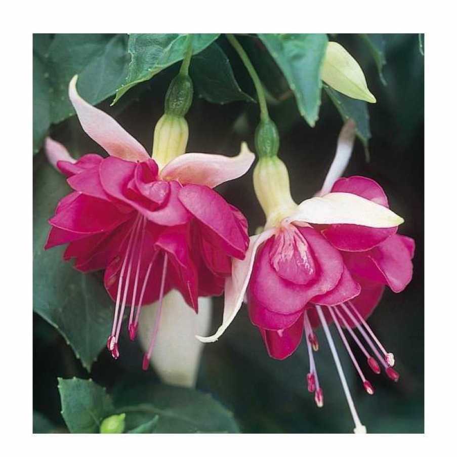 Bedding Plants * | Trailing Fuchsia 'Seventh Heaven' | Pack Of 5 Plug Plants