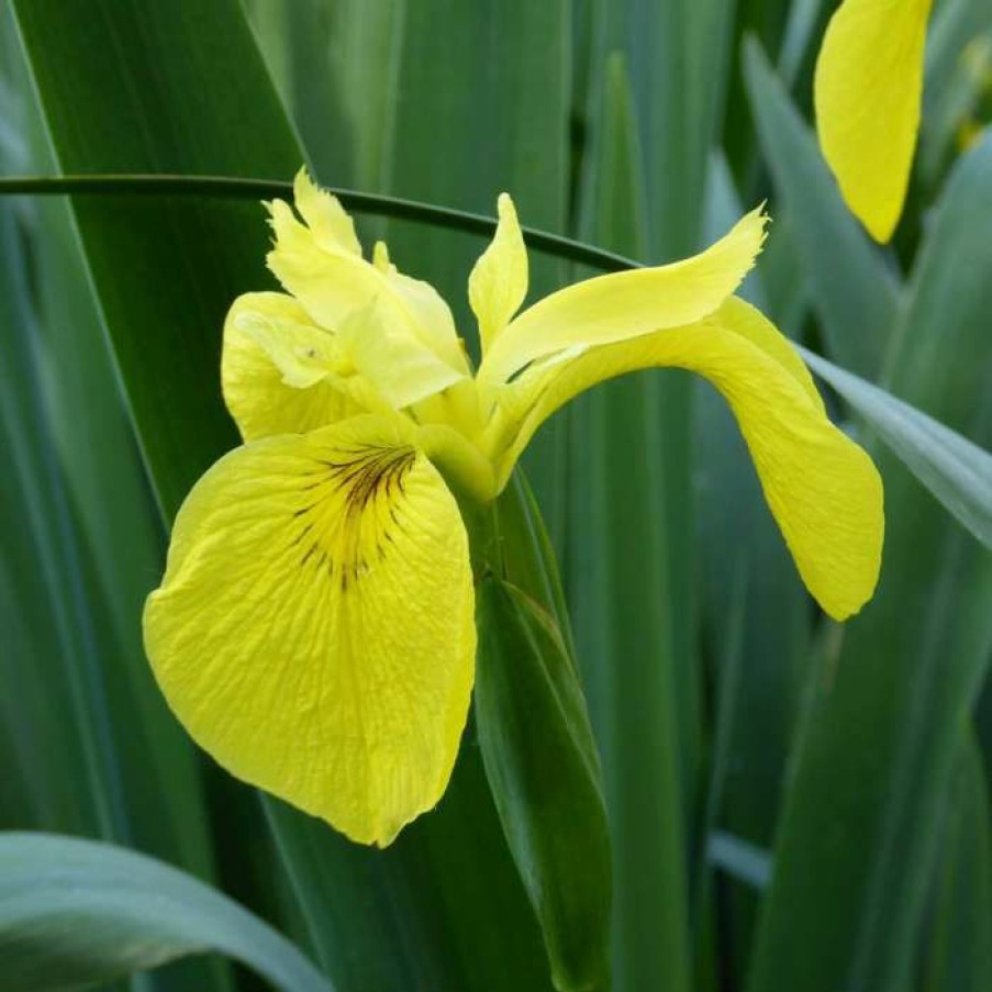 Pond Plants * | Yellow Flag | Iris Pseudacorus