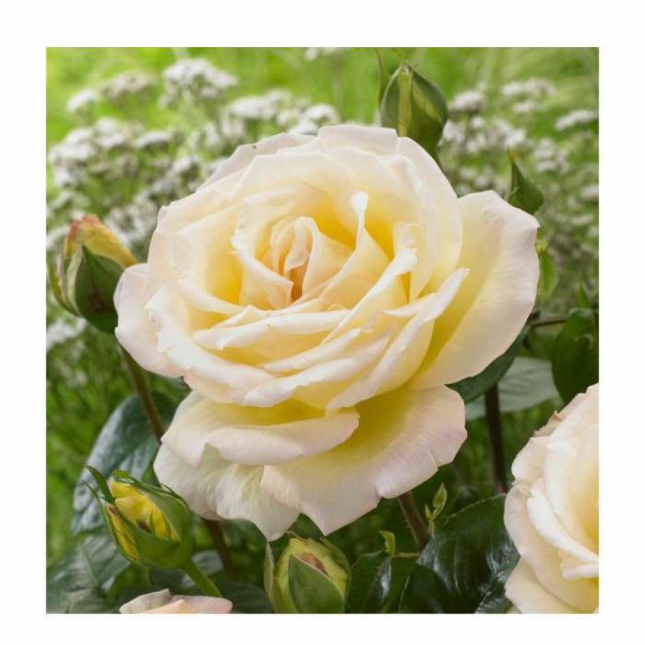 Rose Bushes * | At Peace | Hybrid Tea Rose