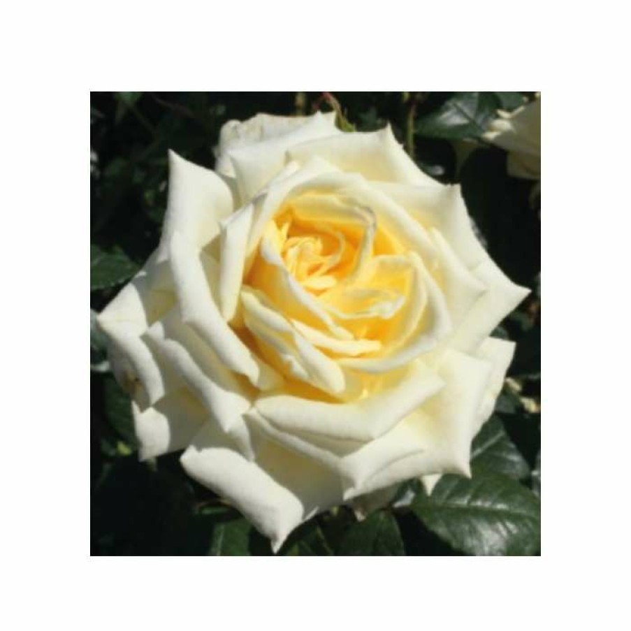 Rose Bushes * | At Peace | Hybrid Tea Rose