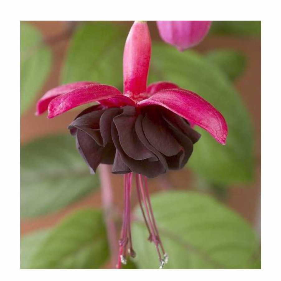 Bedding Plants * | Fuchsia 'Blacky Midnight' | 10.5Cm Pot