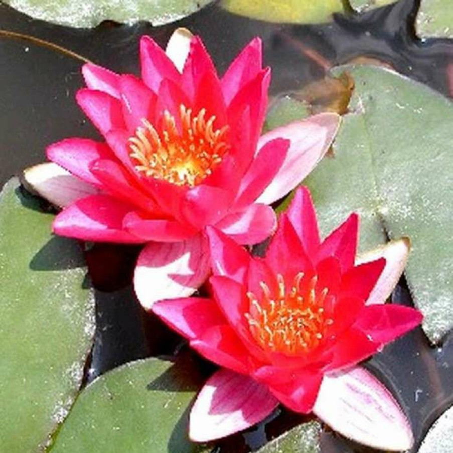 Pond Plants * | Nymphaea Pygmaea 'Rubra' | Water Lily