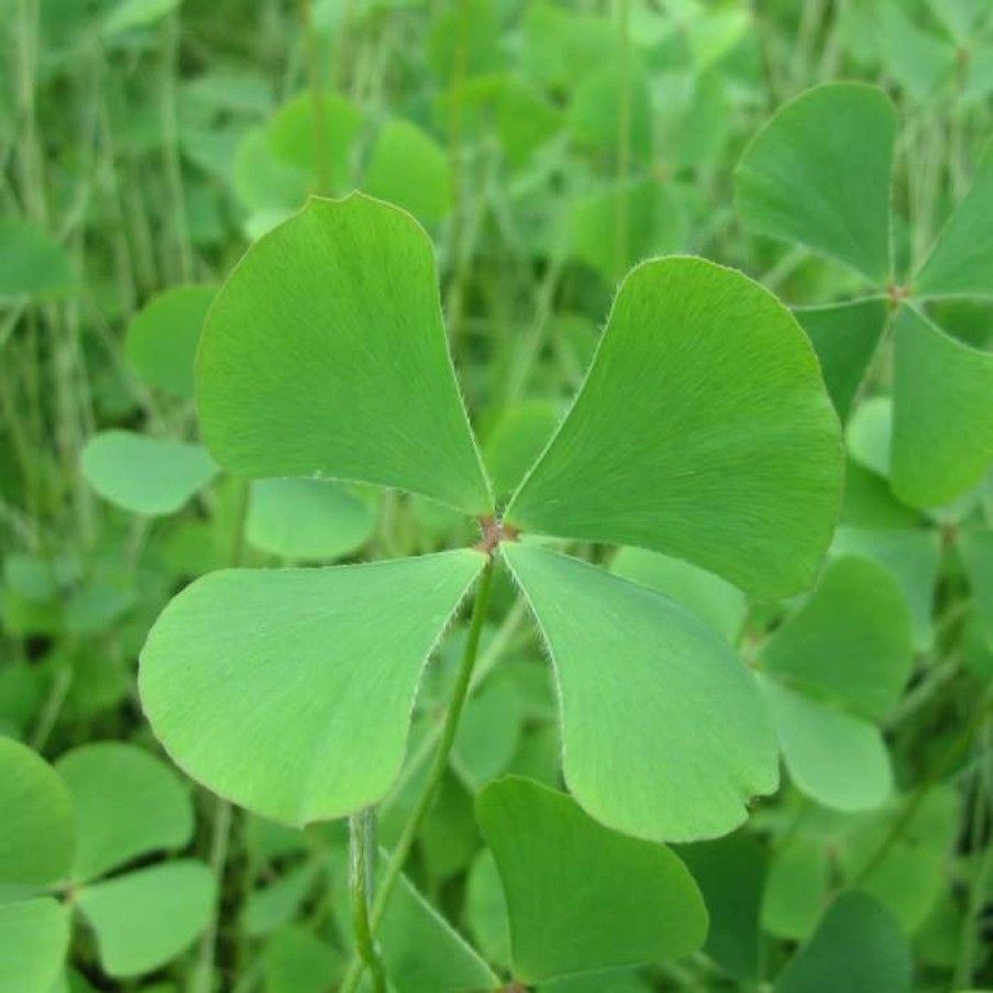 Pond Plants * | Upright Quadrifolia | Marsilea Quadrifolia