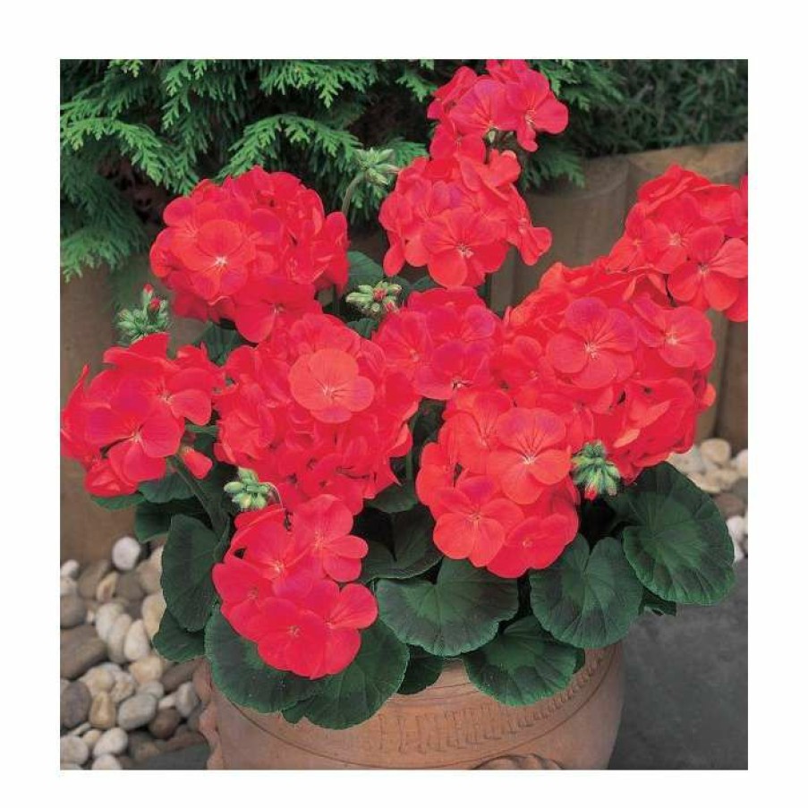 Bedding Plants * | Geranium 'New Century Red' | Pack Of 5 Plug Plants