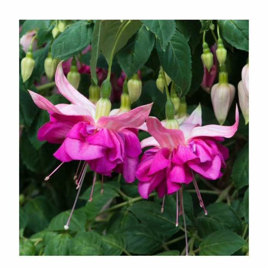 Bedding Plants * | Fuchsia Southern Belles 'Bella Rosella' | Bedding | 5 X Large Plugs